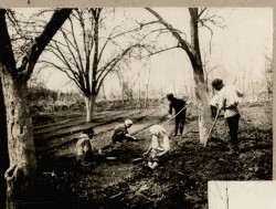 Фотография. Посев редиса в Ставропольской психиатрической колонии. 1930-е гг. Из фотоальбома главного врача А.Я. Доршта 1939 г.